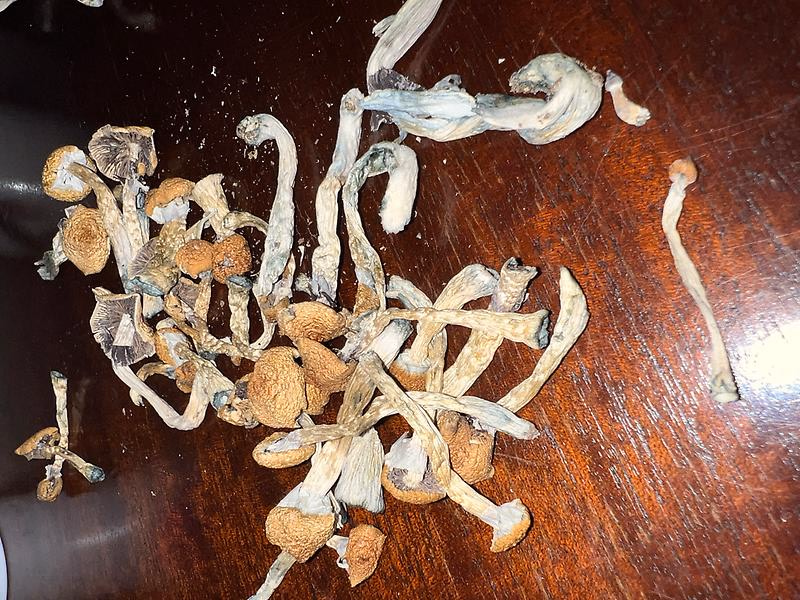 Magic Mushrooms: Stargazer