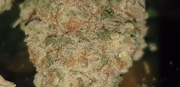 Rozzy Variety Bundles