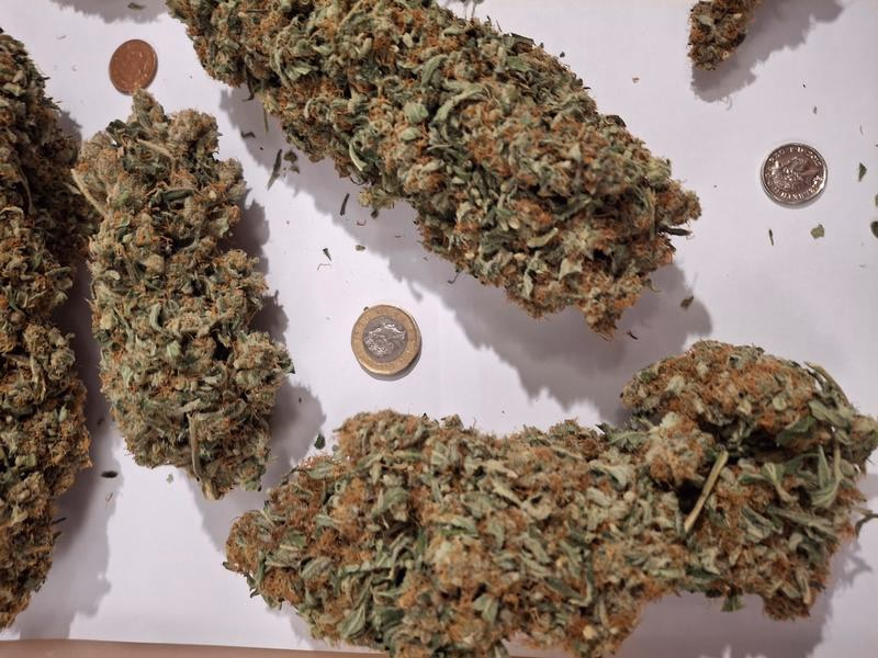 Delicious Strong Super Lemon Haze 6