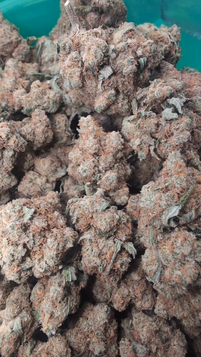 RAMBO EXOTICS - 10/10 BUD 🔥🔥🔥 5