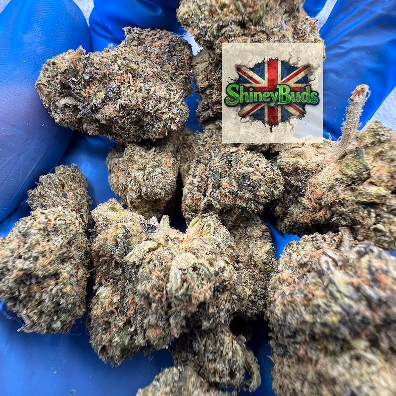 🇺🇸 Black Magic WIZARD TREES 2
