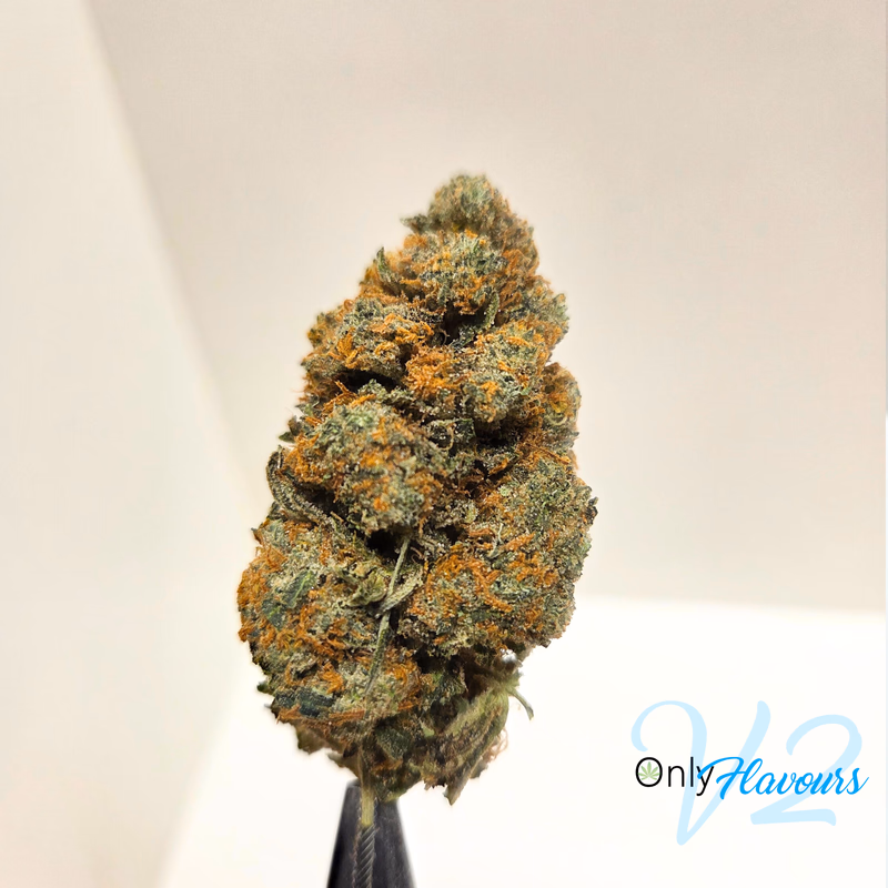 StarDawg UK