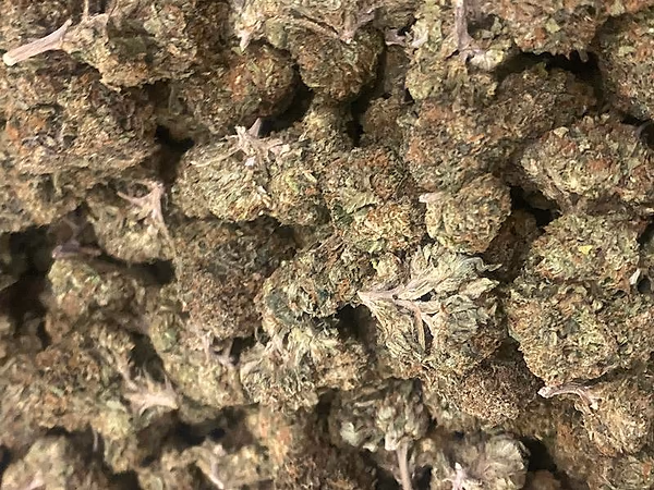 California Mids (FREE T24)
