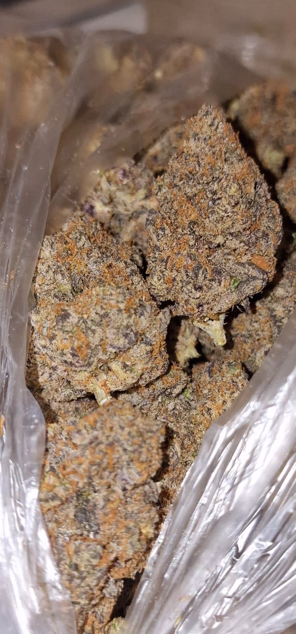 Branded Loose Exotics: Connected Gelonade -  Tops