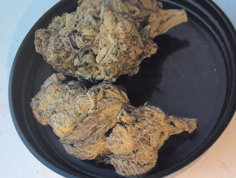 Z33 (Zkittlez x Gelato 33) UK TOP SHELF PREMIUM BUD 5