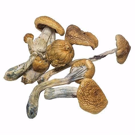 B+ cubensis Magic Mushrooms