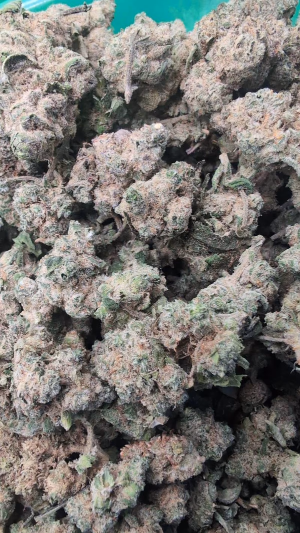 RAMBO PREMIUM BUD 🔥🔥 — Flower