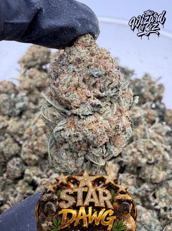 Star Dawg ⛽ 🌟 — Flower