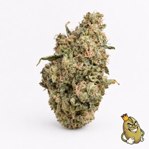 DUBBLE GUMA - TOPSHELF 135 LIBER ZA UNCI