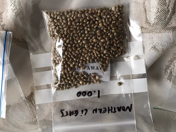 seeds