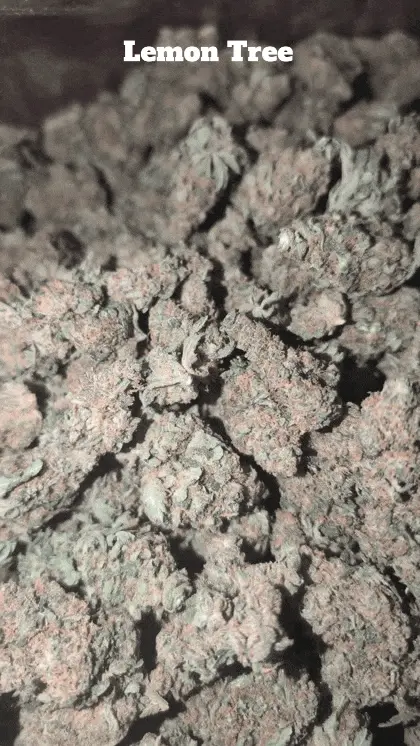 Cali Mids - Loose Import 🇺🇸