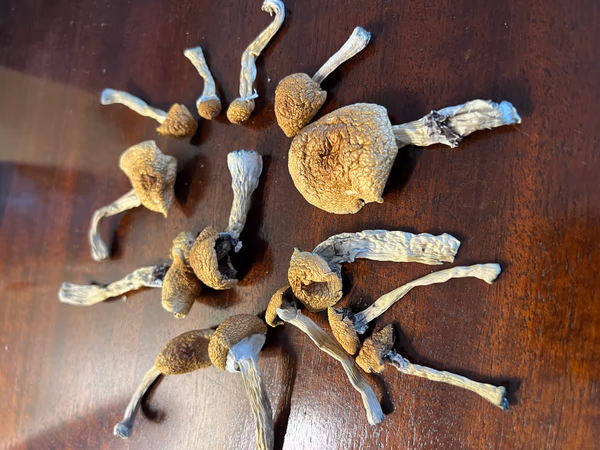 Magic Mushrooms: Stargazer