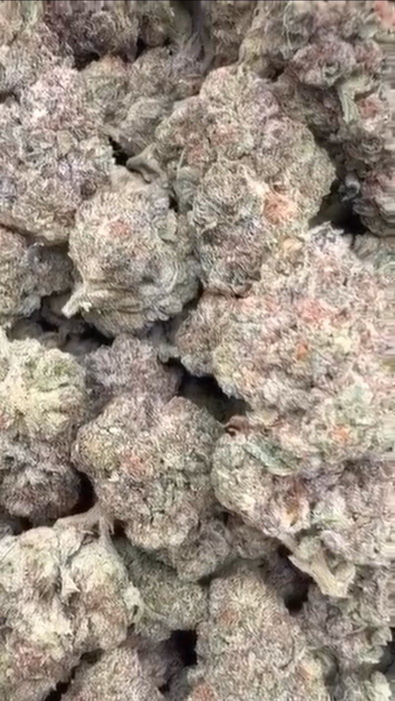 BLIZZARD 🇺🇸 TOP/MIDS 2