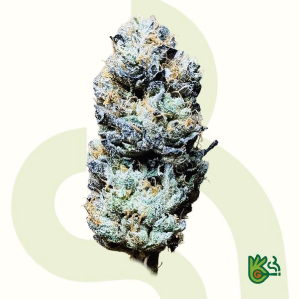 Tangie *Free Shipping* image