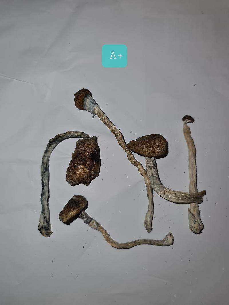 Magic Mushrooms