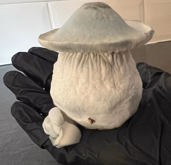 Magic Mushrooms: Yeti image