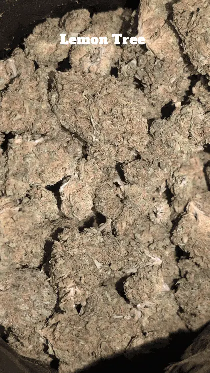 Cali Mids - Luźny import 🇺🇸
