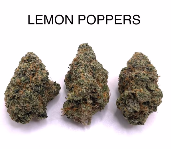 LEMON POPPERS — Flower