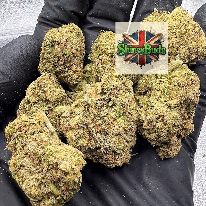 🇺🇸 Sugar Cookie (Mids) 2