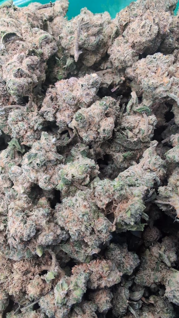 RAMBO Rainbow Sherbert 11 (RS11) Skunk 🍒🫐🍭