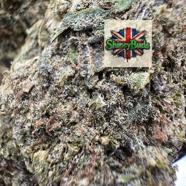 🇺🇸 Butter Peacan (Mids)