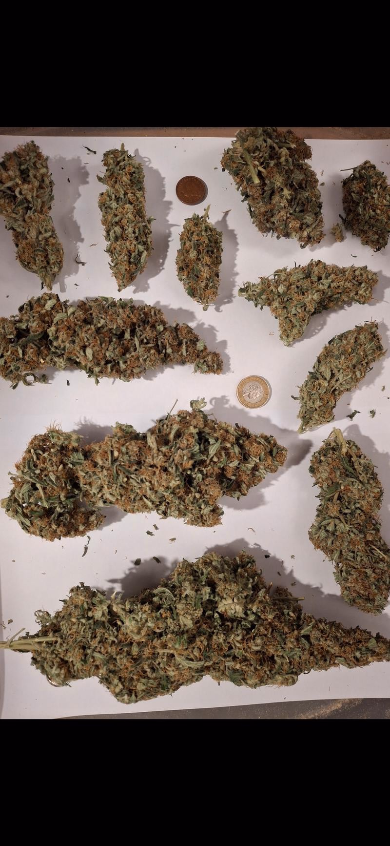 Delicious Strong Super Lemon Haze 2