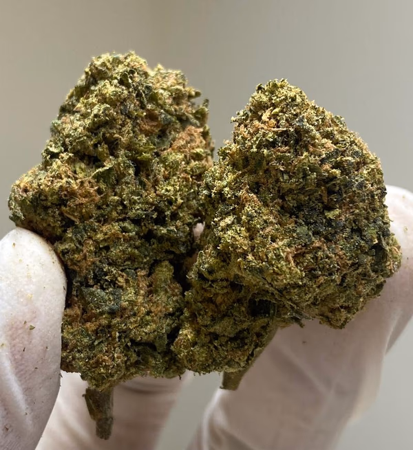 Gusher’s Exotic Flavour Strain - Dank Terps