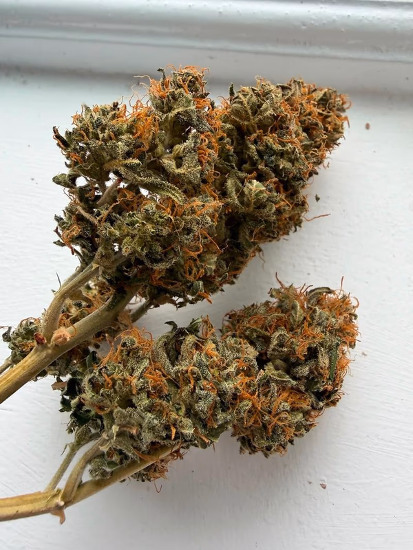 Northern Lights — UK Home Grown | Premium Indoor