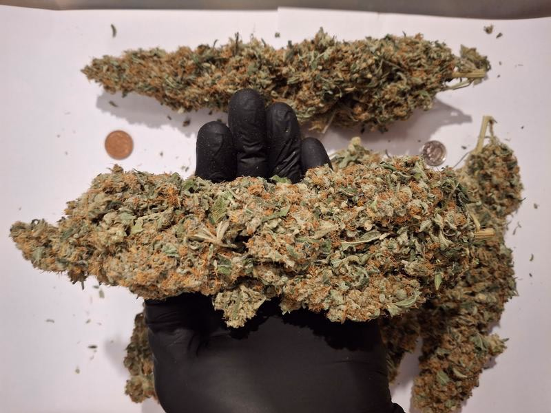 Delicious Strong Super Lemon Haze 5