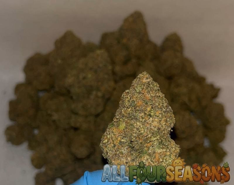 Cali 🇺🇸 (Exotics) 4