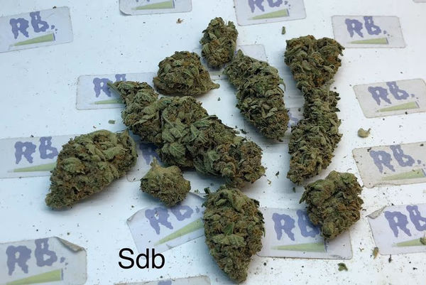 STAR DAWG (GRADE B) image