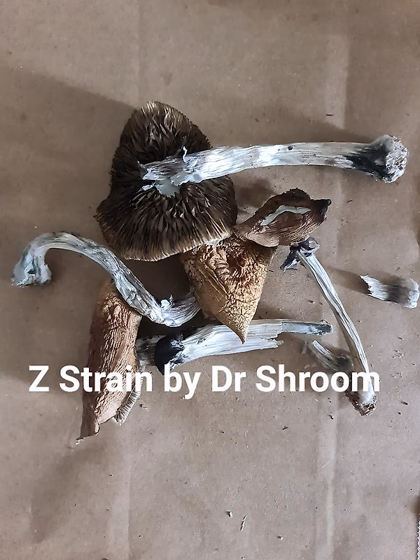 Z Strain Magic Mushrooms