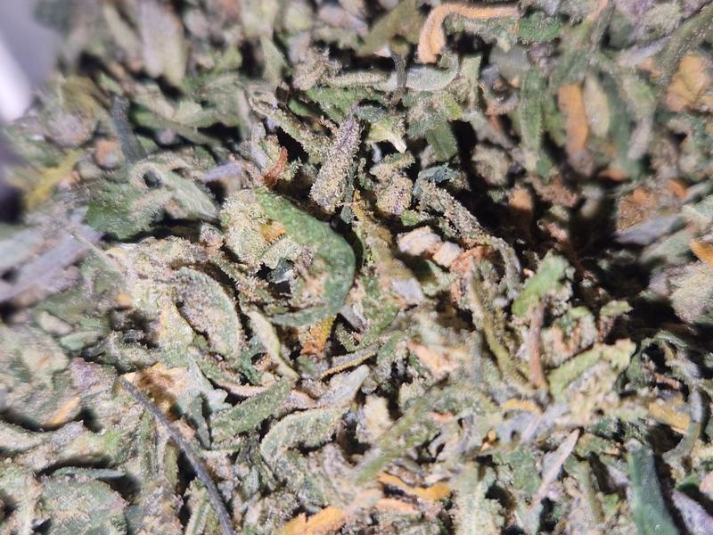 Shake n trim 2