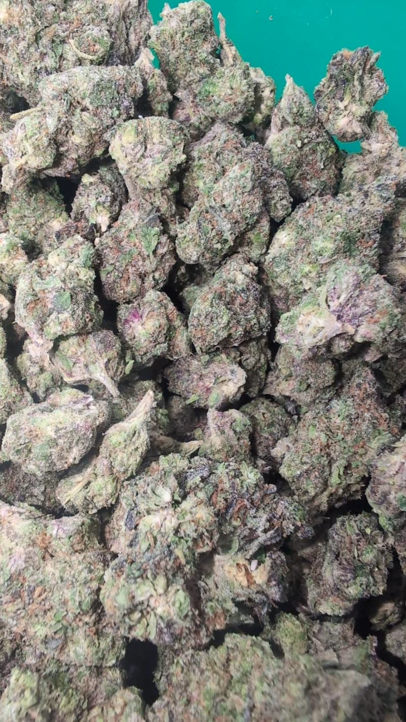 RAMBO EXOTICS - 10/10 BUD 🔥🔥🔥 3