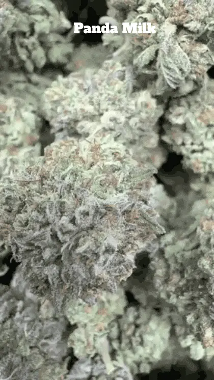 Cali Mids - Loose Import 🇺🇸