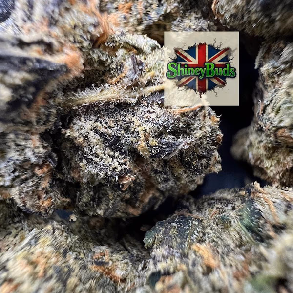 🇺🇸 Mystical Gelato