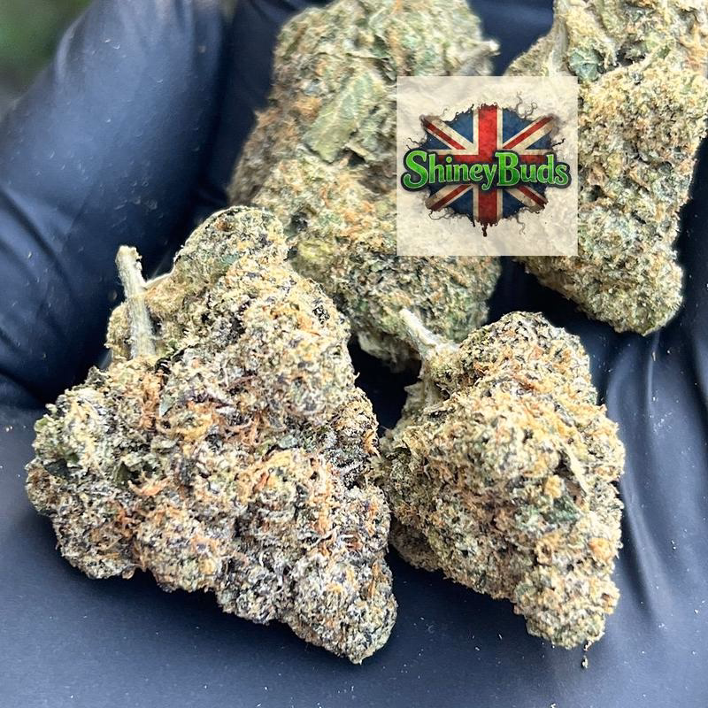 🇺🇸 Frog Poison NORTH BAY GARDENS 2