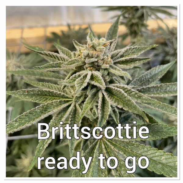 Brittscottie