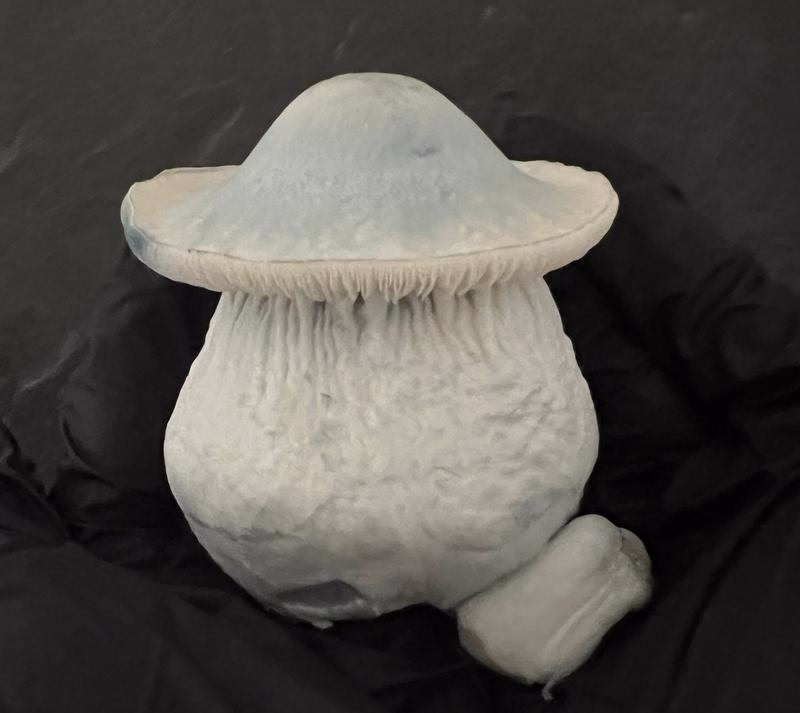 Magic Mushrooms: Yeti
