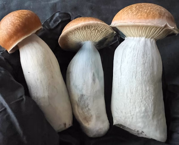 Magic Mushrooms: Melmac 116