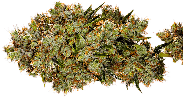 Premium Λουλούδι στο επάνω ράφι — Flower