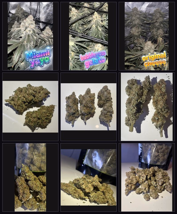 Sample Pack — Flower