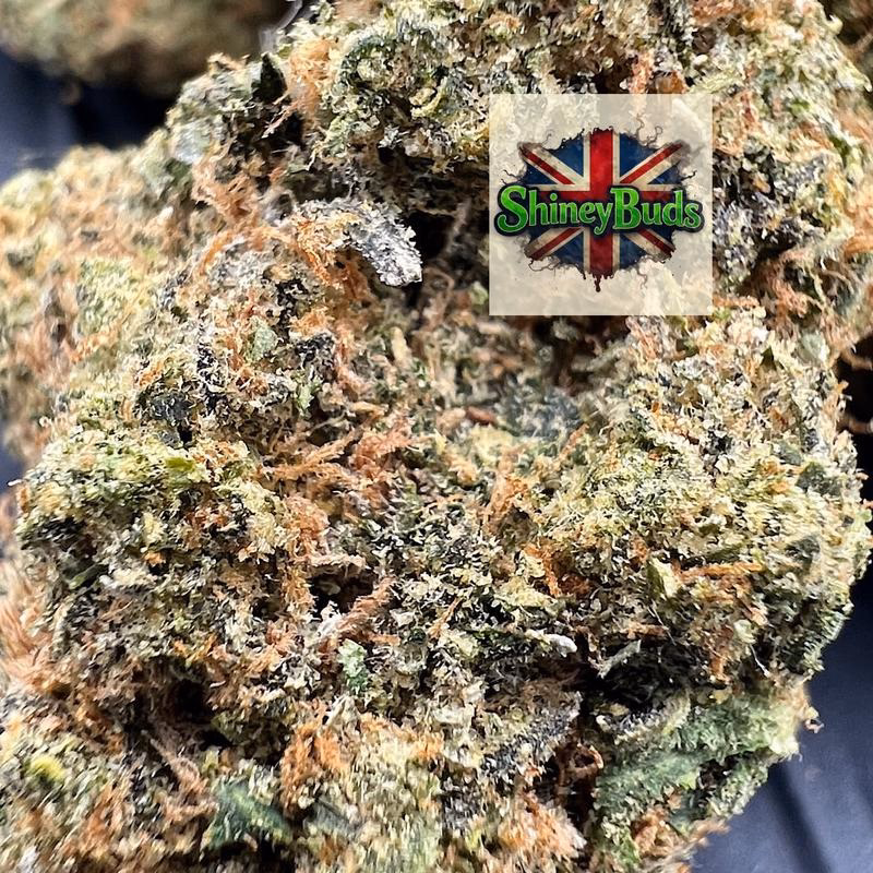 🇺🇸 Project Z EXOTIC GENETICS 2