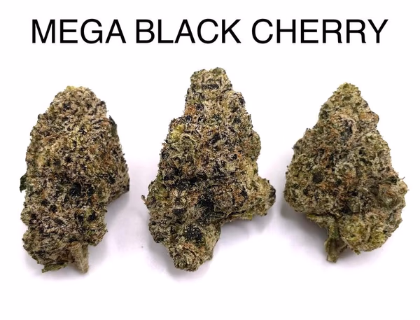 MEGA BLACK CHERRY — Flower