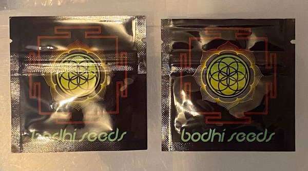 Bodhi Seeds