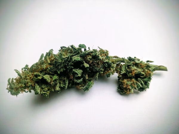 Amnesia Biologica CBD