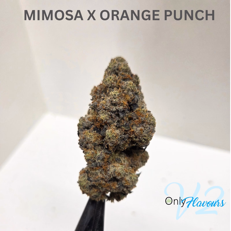 Mimosa x Orange Punch 2