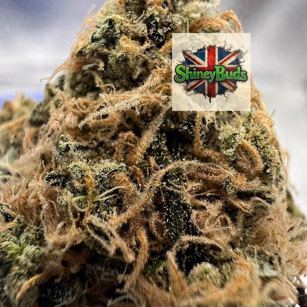 🇬🇧 Skywalker OG