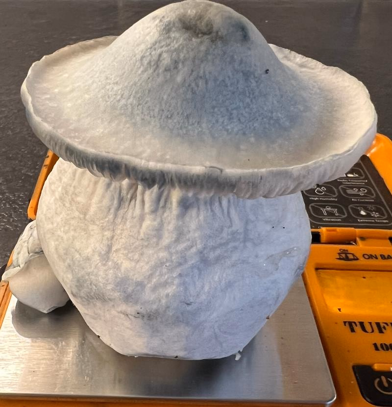 Magic Mushrooms: Yeti