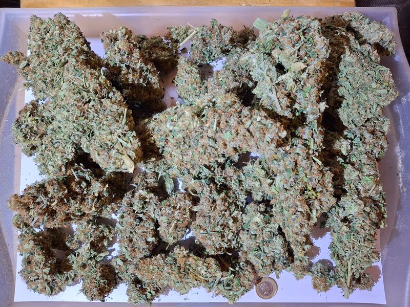 Delicious Strong Super Lemon Haze 4